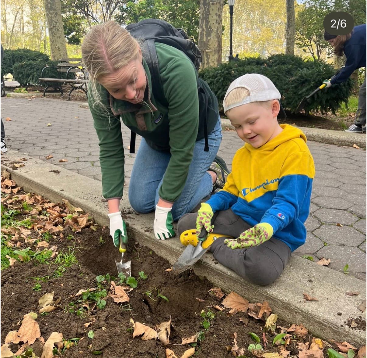 Plant Daffodils at Cadman Plaza Park